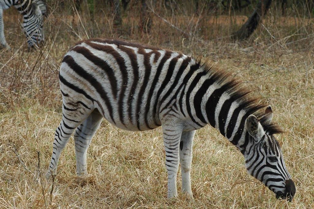 zebra Zebra female B Hunter Flickr
