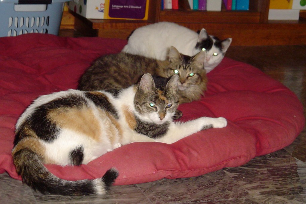 My Welltrained Cats Three of my five cats all lined up on… The