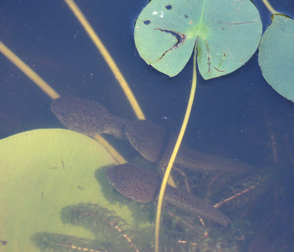 Tadpoles at Ashton Pond, Blacklick Park Tadpoles at Ashton… Flickr