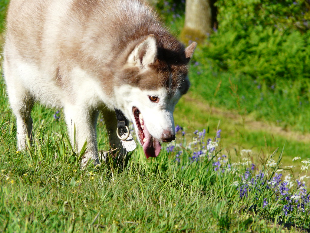 kumi the husky on a rabbit hunt Jack Berry Flickr