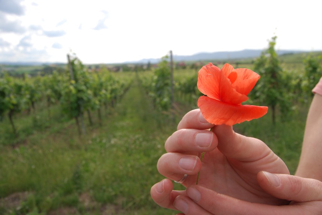 Bergbieten In the vineyards of Domaine Roland... where we … Flickr