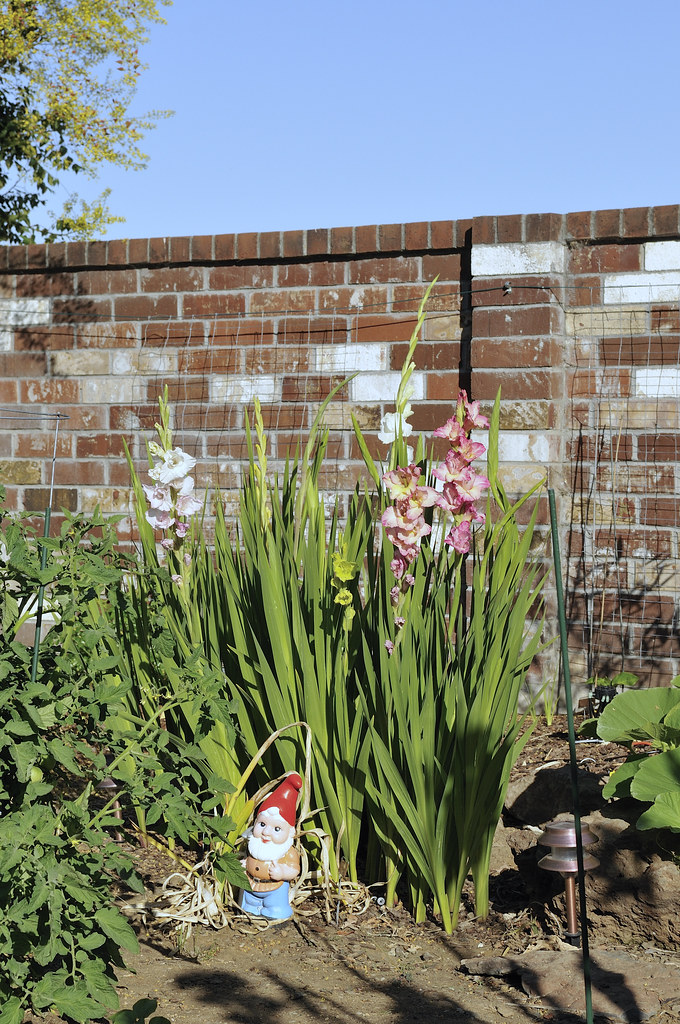 Gladiolus blooming My gladiolus have started to bloom. The… Flickr