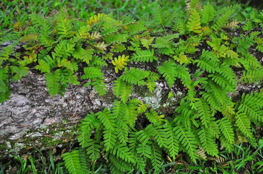 DSC_0979 ferns, pecan limb Alan Brinson Flickr