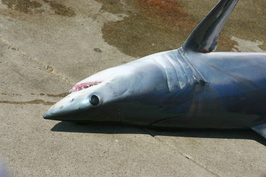 Mako Shark Mako Shark 49.2 kilos Robert Engberg Flickr
