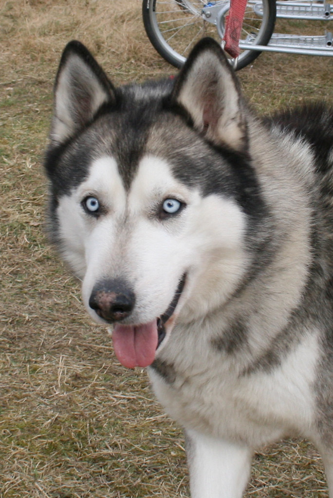 Husky Racing Event Thetford Forest (BSHRA) [280209] Flickr