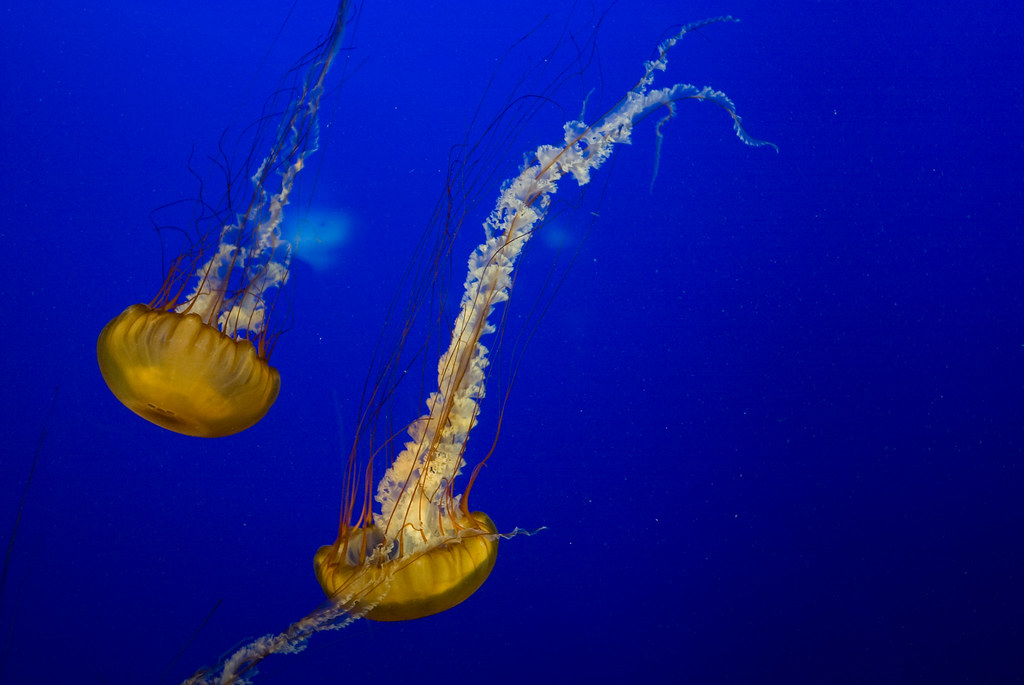 electric feel the jellyfish in the jellies exhibit at the … Flickr