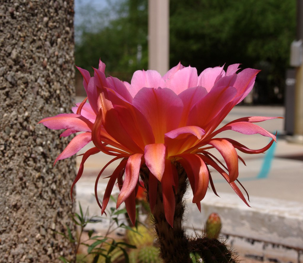 IMG_8084 Blooming cacti outside City Hall midwinter Flickr
