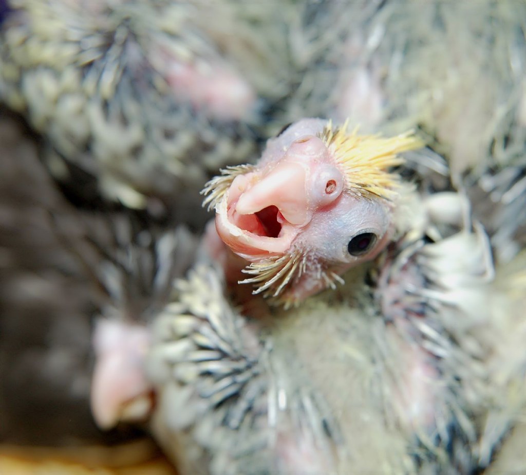 Is it time yet? Twoweekold, pinfeathery Baby Cockatiels are hungry