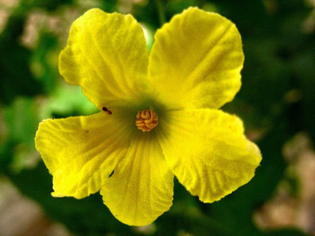 Bitter melon Flower (Momordica charantia) Flickr's Explore… Flickr