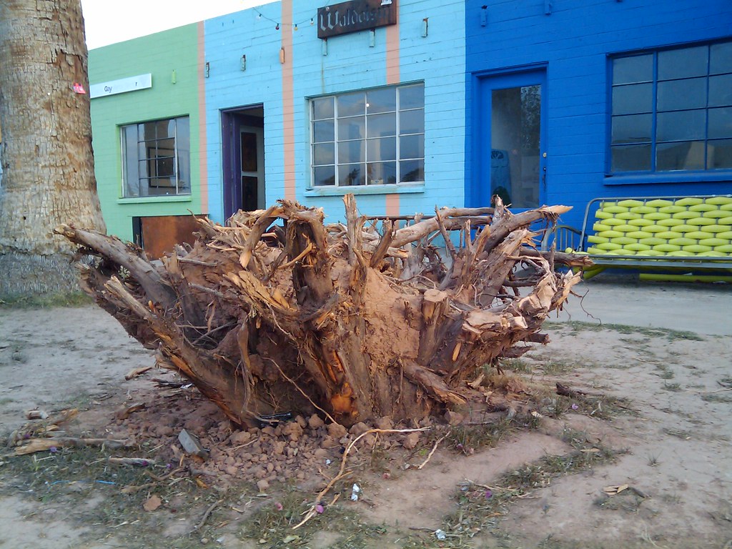 Upsidedown tree An upsidedown tree outside Waldoism. Pho… Flickr