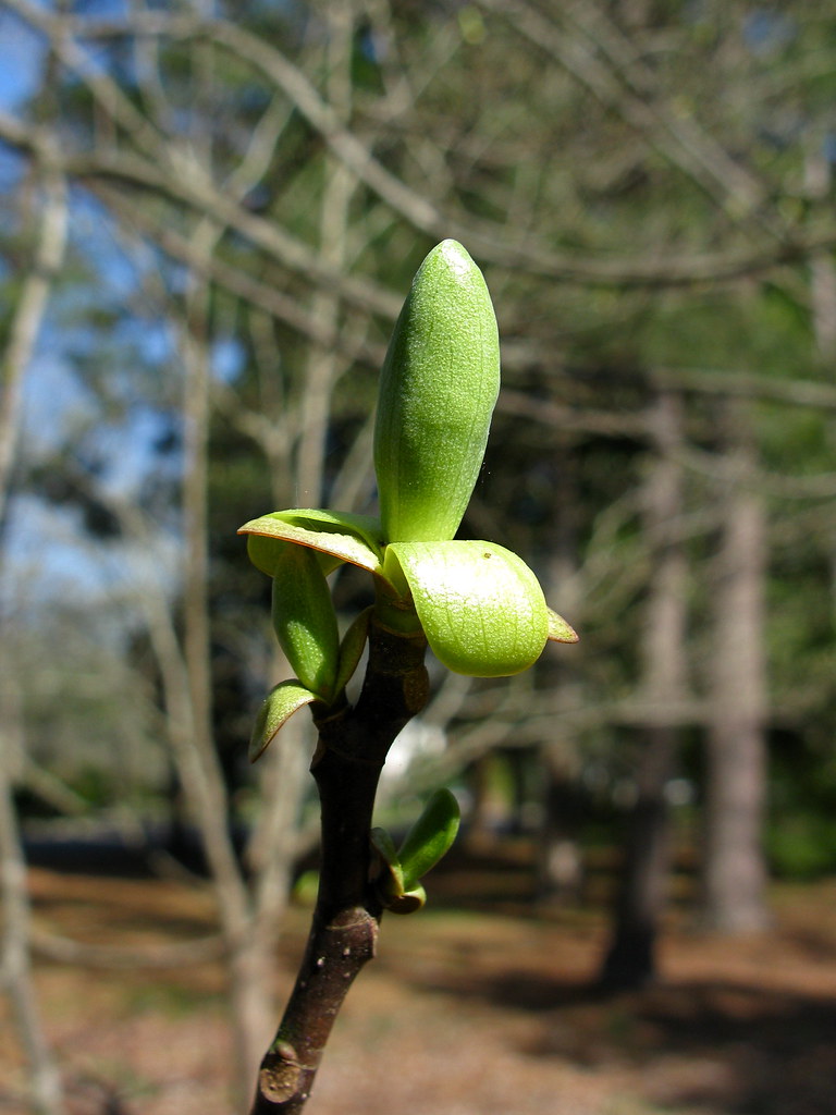 IMG_5567 Tulip Tree Bud18 March Aiken SC See the followi… Flickr