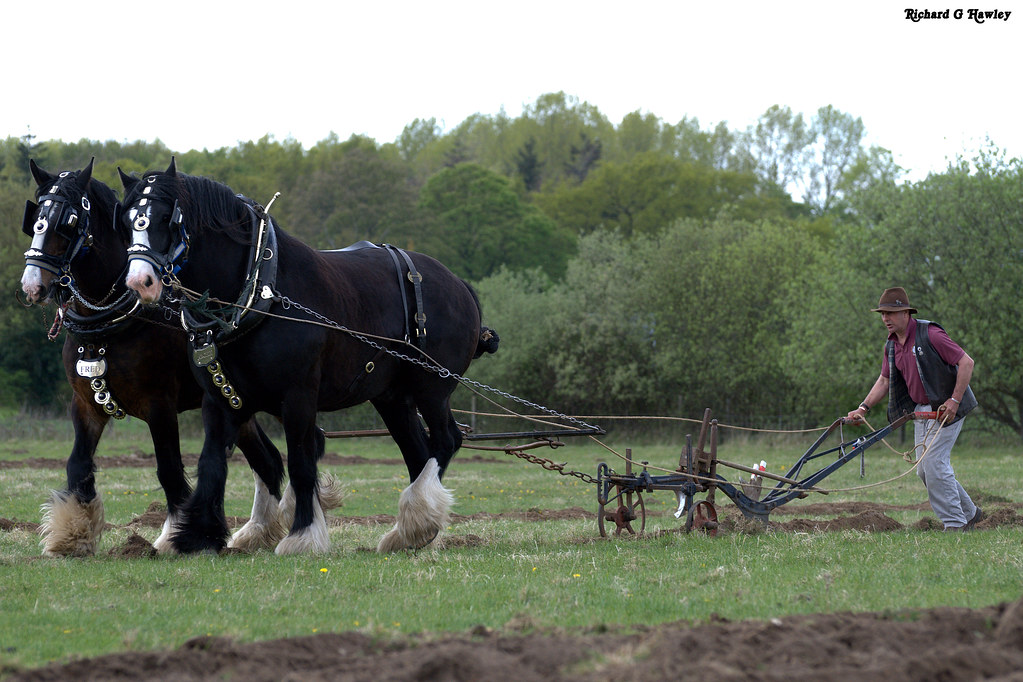 Heavy Horses Location Downham Market, Norfolk richardghawley Flickr