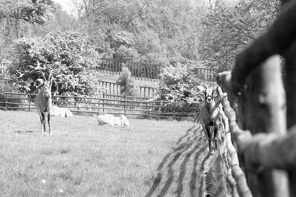 Port Lympne s.greg53 Flickr