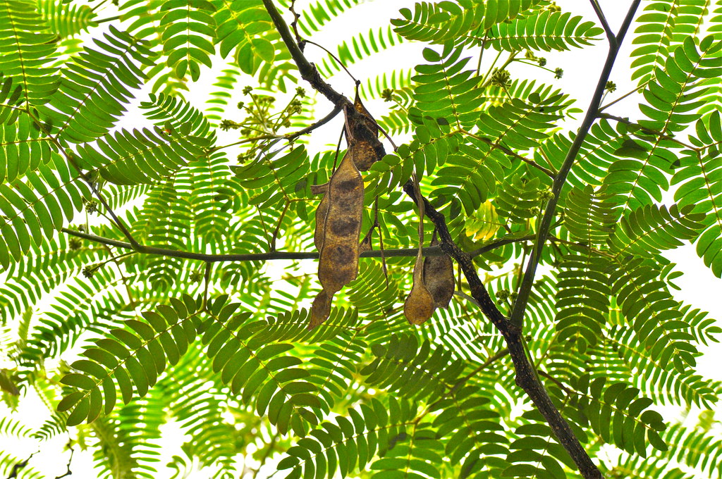 a silk tree shmc5hamer Flickr