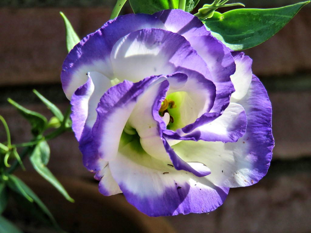 Lisianthus Balboa Blue Rim A new flower I got from Burpees… Flickr