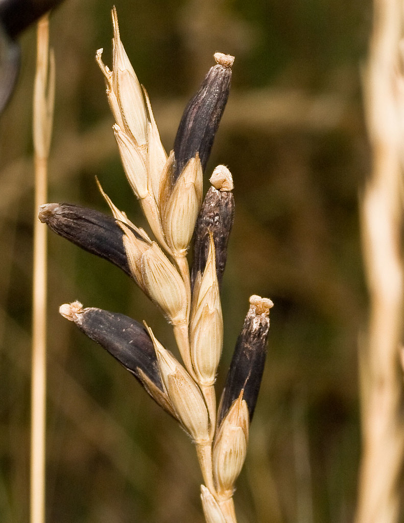 Claviceps purpurea 'Ergot Fungus' a photo on Flickriver