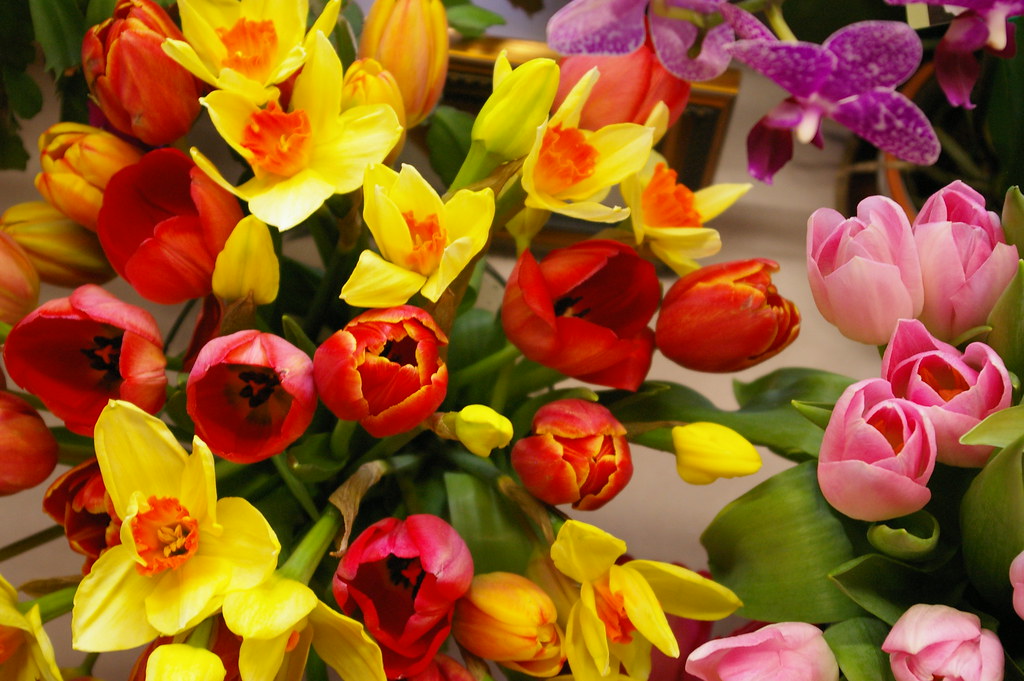 flowers Samantha Forsberg Flickr