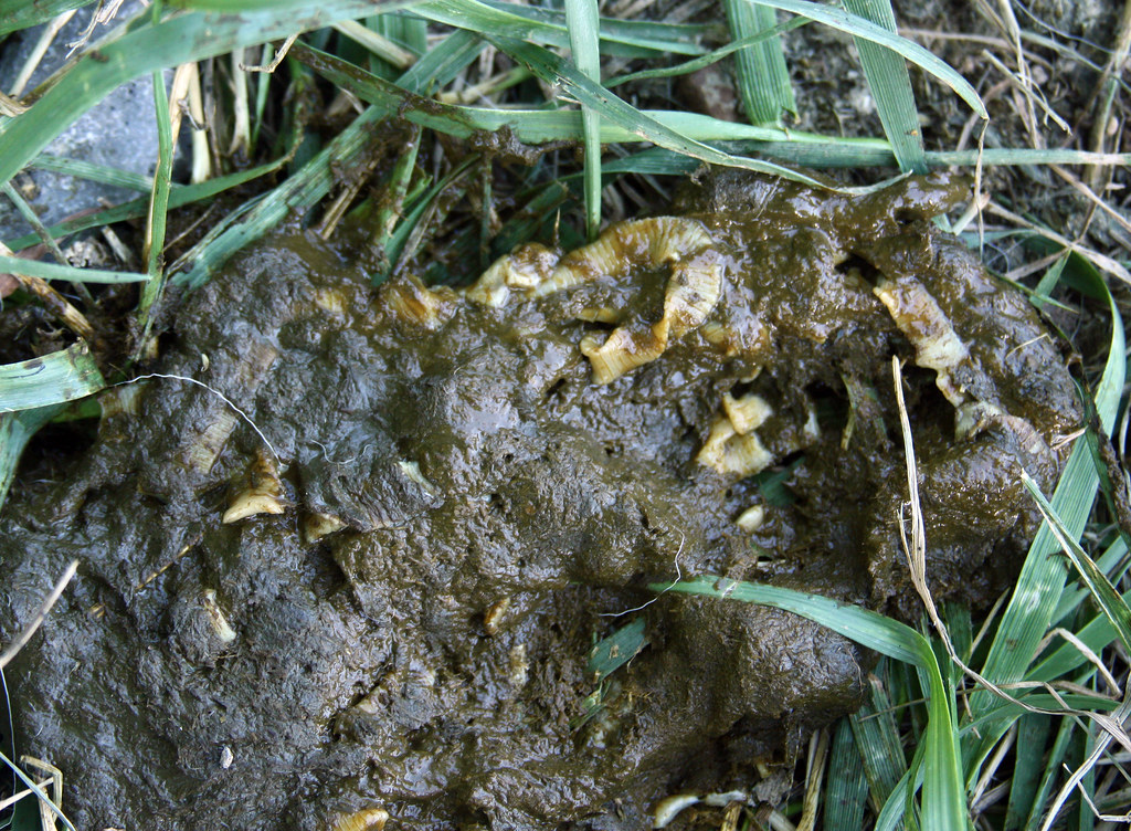 Tapeworm segments Tapeworms tend to be nonpathogenic. The… Flickr