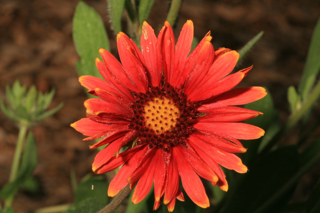 Blanket Flower, Gaillardia x grandiflora 'Burgundy' Flickr