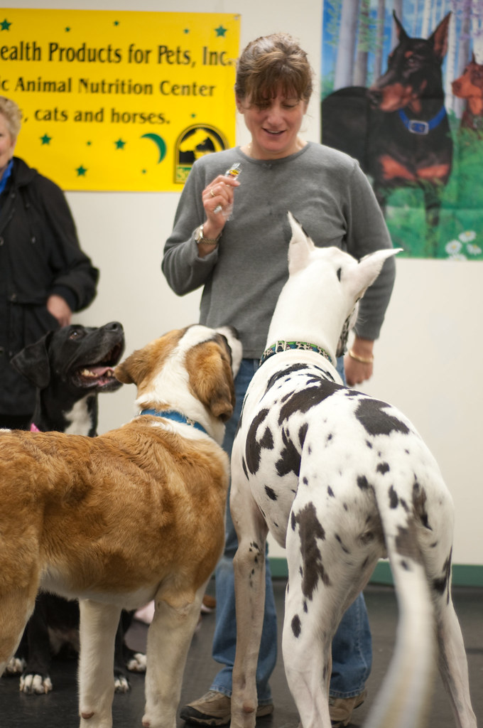 _DSC2403 Above & Beyond Great Dane Rescue Flickr