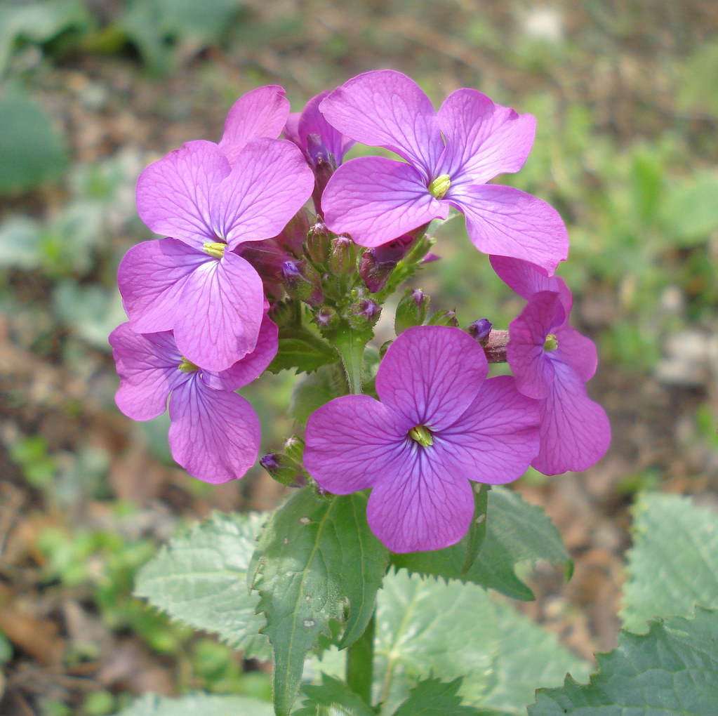 British Wild Flowers Lunaria annua Honesty Mick Talbot Flickr