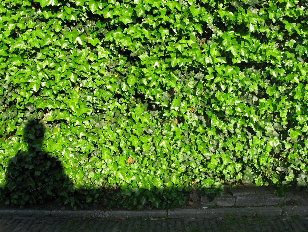 plants don't like green light that's why they reflect it Flickr