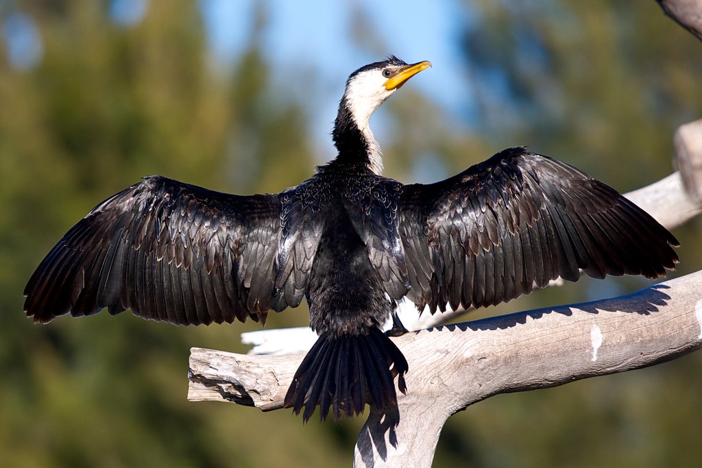 Cormorant wings out A Cormorant spreading its wings to dry… Flickr
