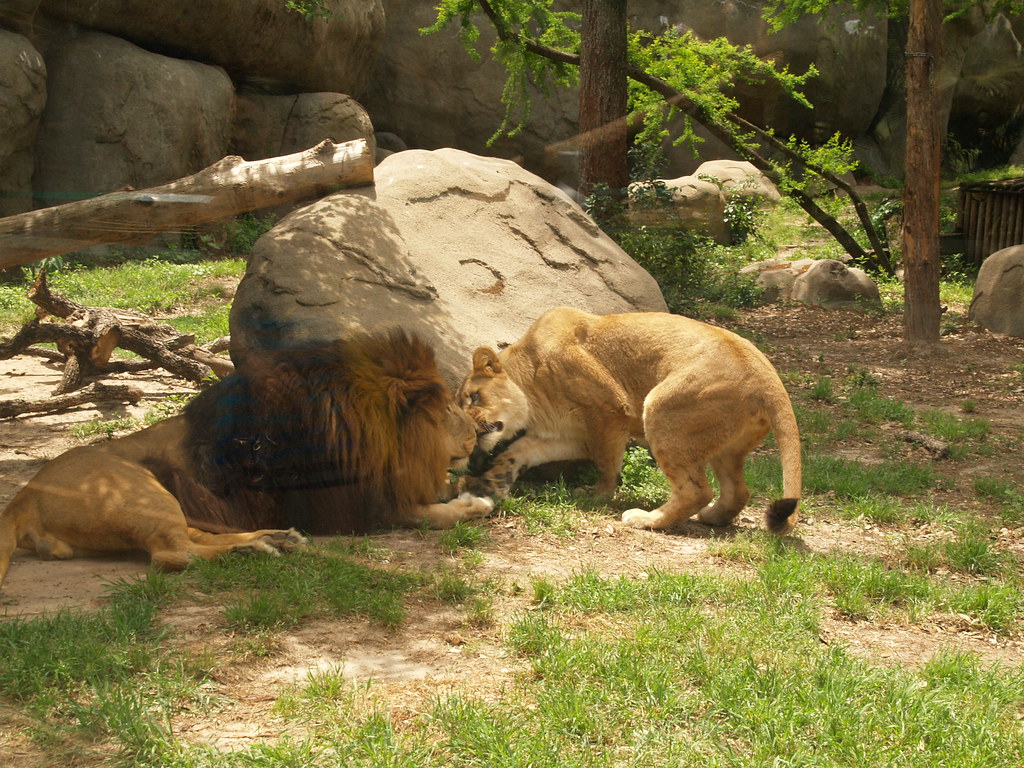 Houston Texas The Houston Zoo in Hermann Park 2010 zoologi