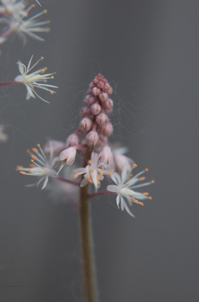 Delicate with Fuzz The poplar trees are releasing their se… Flickr