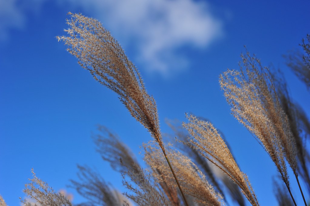 broomstick / feather duster plant Jason Wong Flickr