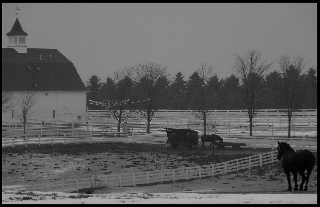 Ames Percheron Farm Just outside of Jordan, MN. I borrowed… Flickr