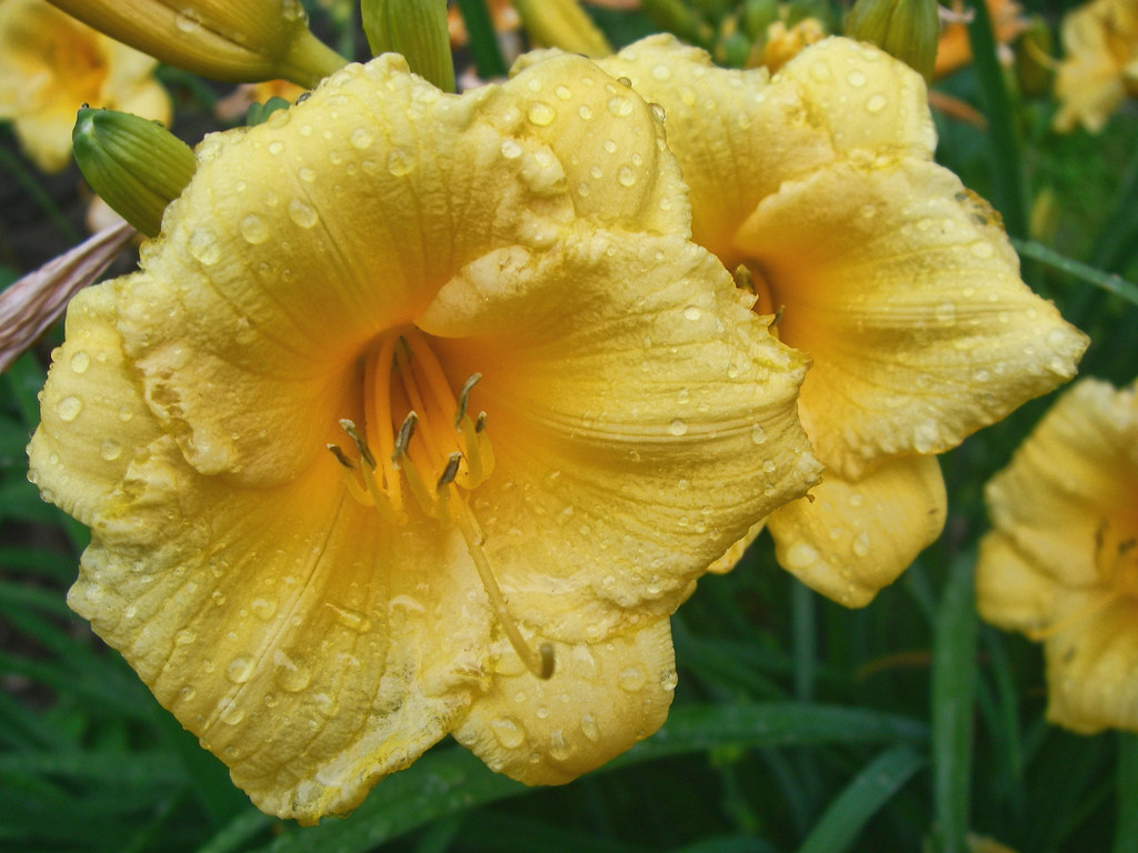 Daylilies Daylilies are not commonly used as cut flowers f… Flickr