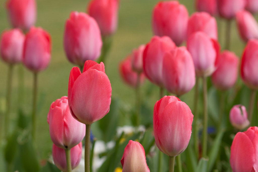 Week 15 Depth of Field (Flowers3) Flowers from St Hele… Flickr