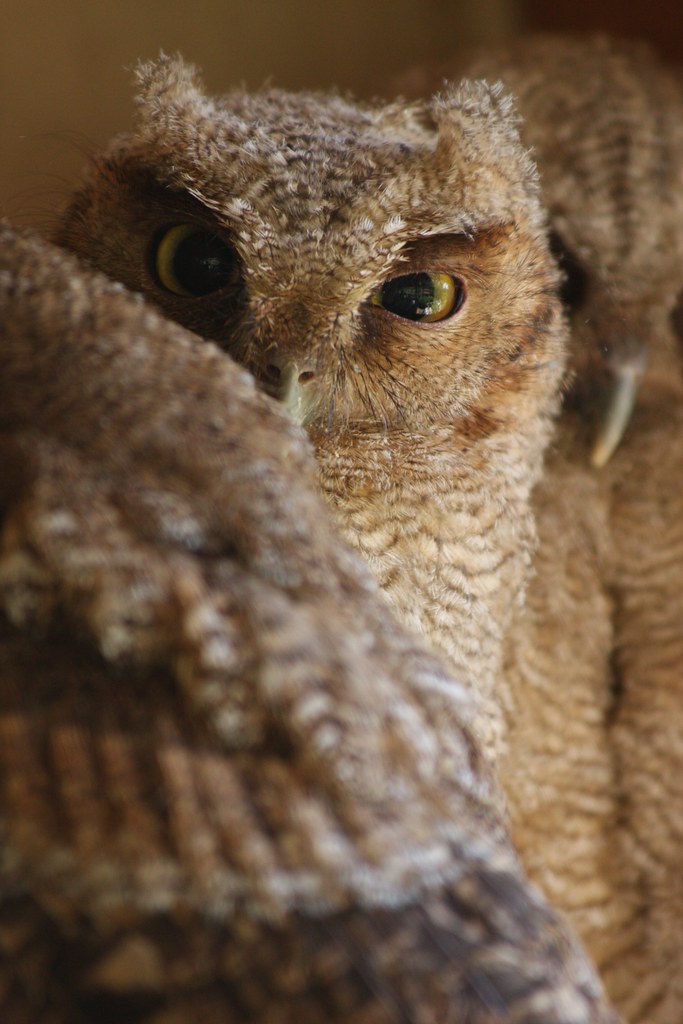 baby owls arvind grover Flickr