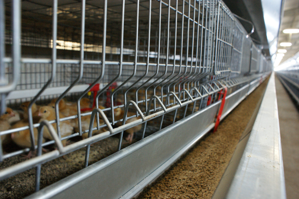 Poultry Business in Victoria Work in poultry farms in Vict… Flickr