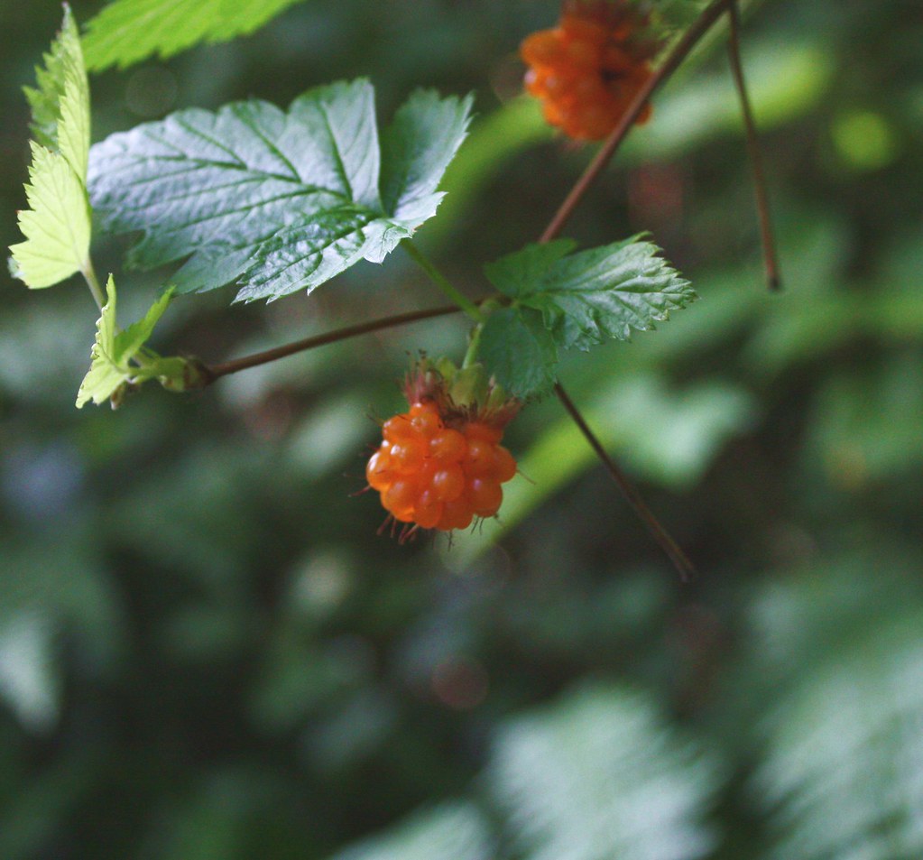 Mmm Salmonberry! Garden shrub,, Broadmead. Saanich, Vancou… Flickr