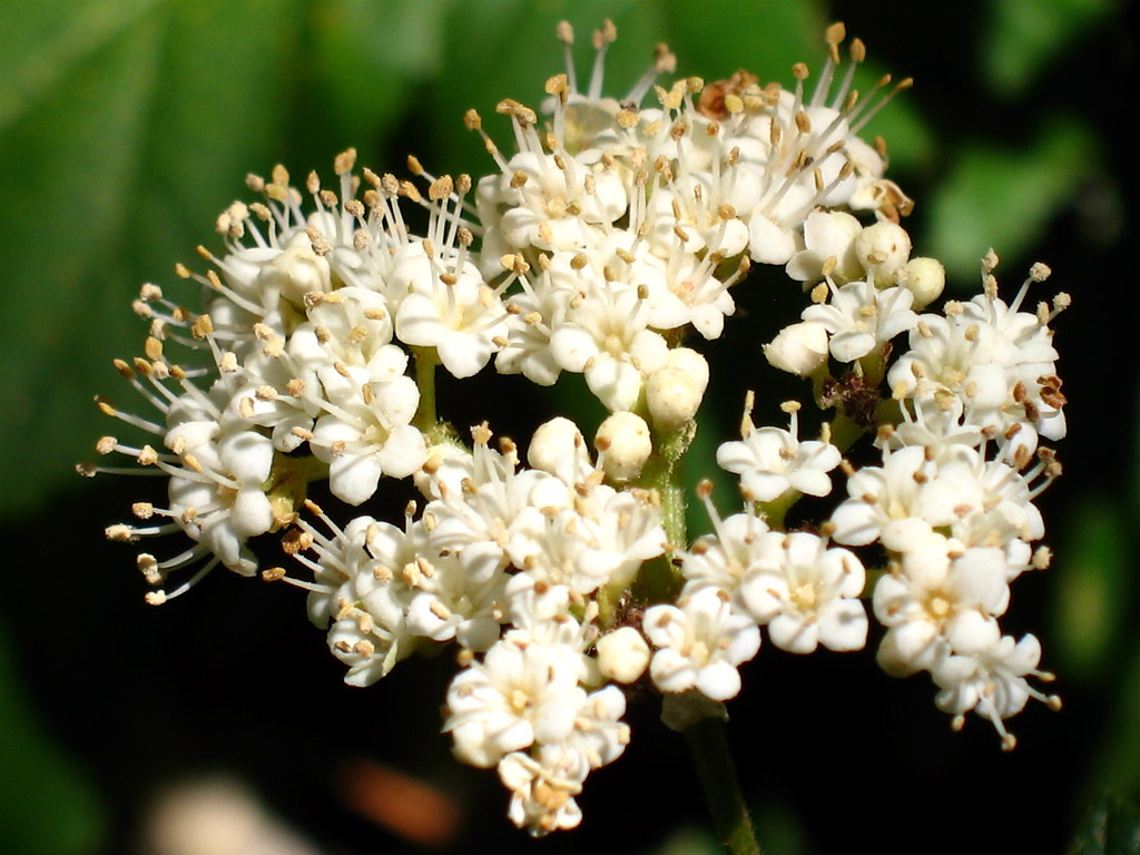Viburnum Viburnum in H.A.N.C. Houston Arboretum is one of … Flickr