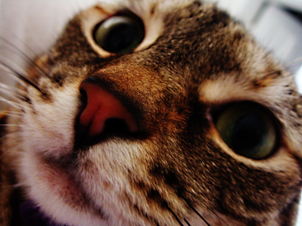 Cocoa Troy, NY My neighbor's cat. Ethan Young Flickr