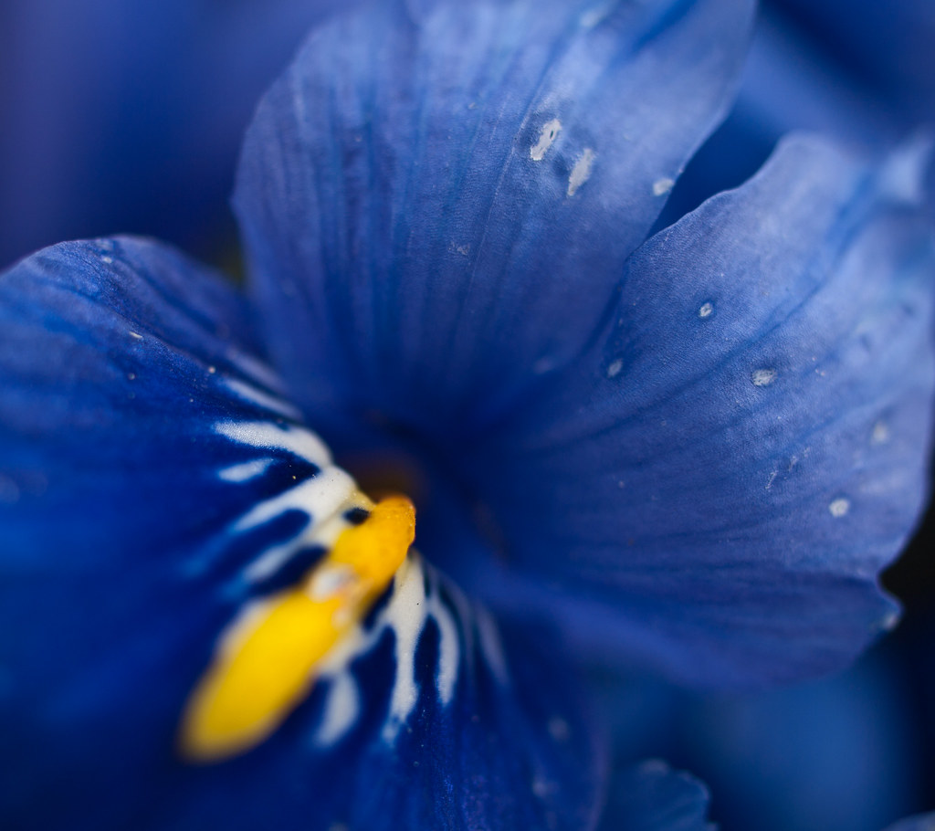 Blue Iris Blue iris near the Pergola on Hampstead Heath PE… Flickr
