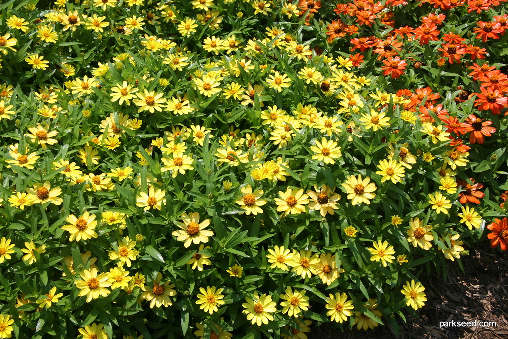 Zinnia Profusion Yellow Zinnia Profusion Yellow, new for 2… Flickr