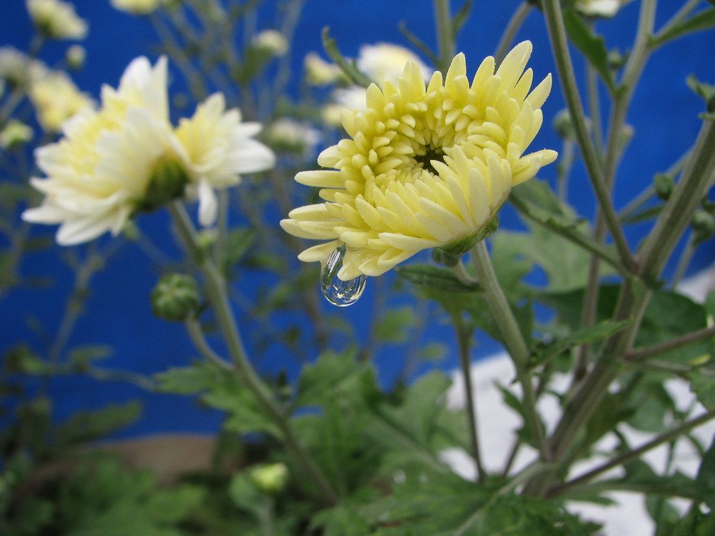 Glebionis/Chrysanthemum/Sevanthi(Tamil) with water drops Flickr