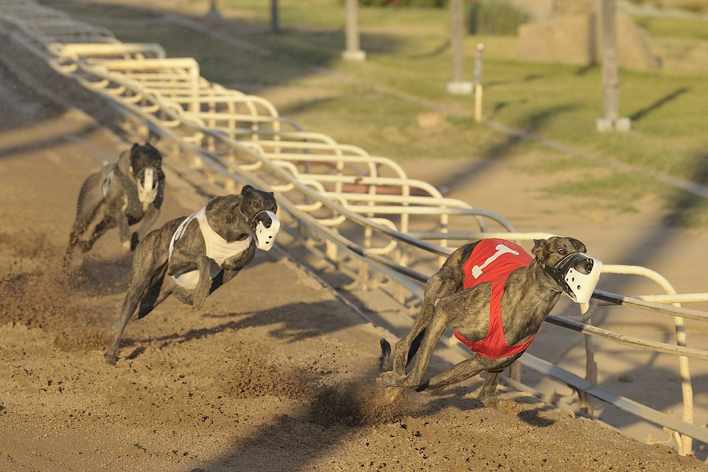 Phoenix Greyhound Park Flickr