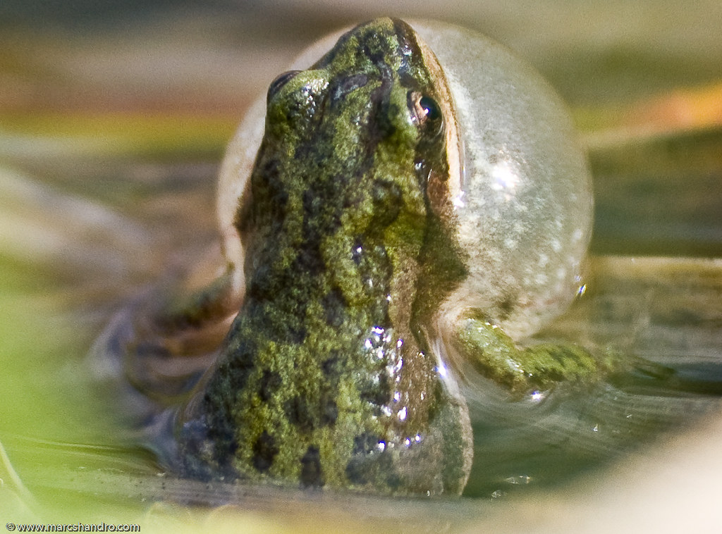 Boreal Chorus Frog Croaking Elusive, small and loud! On my… Flickr