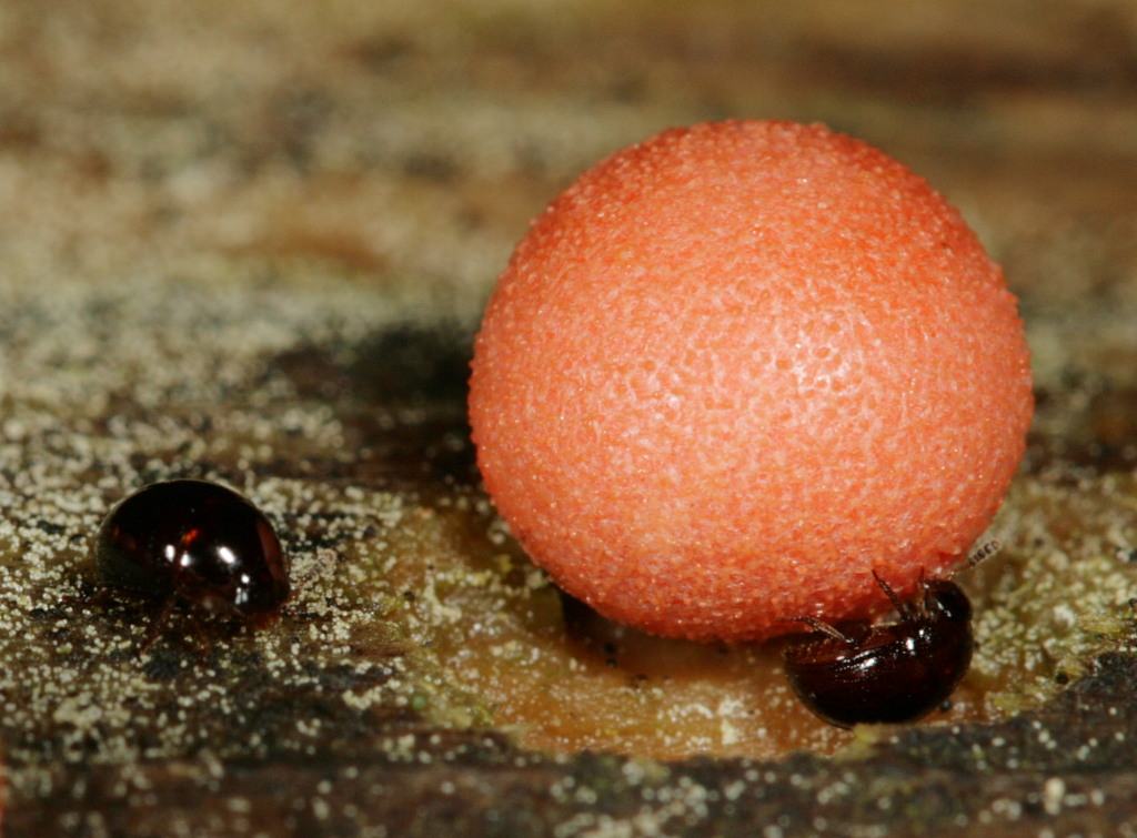 Slime mold beetles Anisotoma species in the Leiodidaea n… Flickr