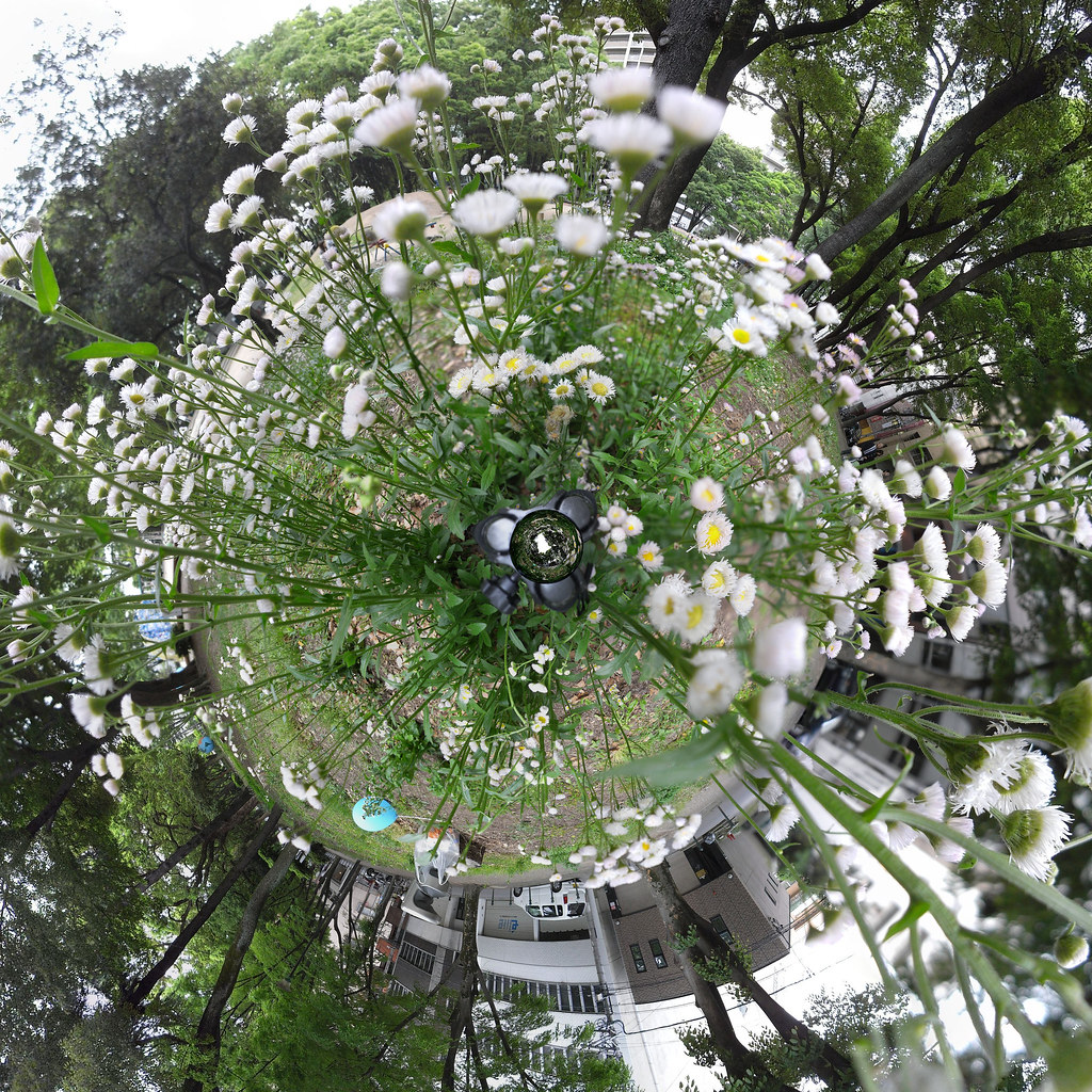 Daisy Field Another trial of the panoramas shot inside the… Flickr