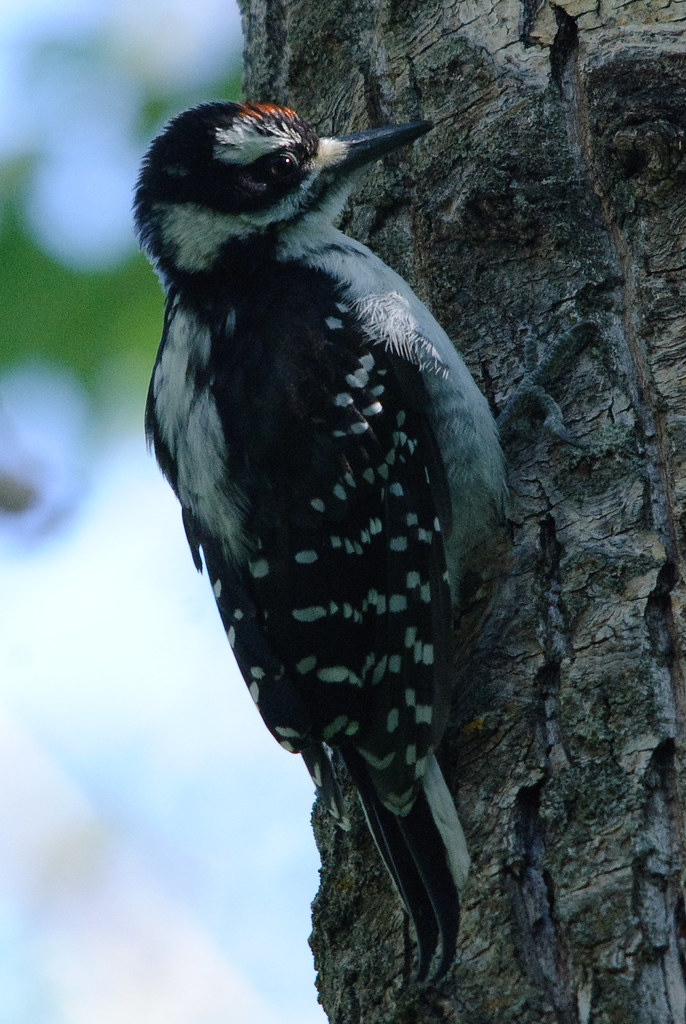 Hairy Woodpecker juvie Sapsuckers or 3 toed? I have some p… Flickr