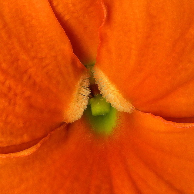 THE SEXUALITY OF FLOWERS, violets The reproductive structu… Flickr