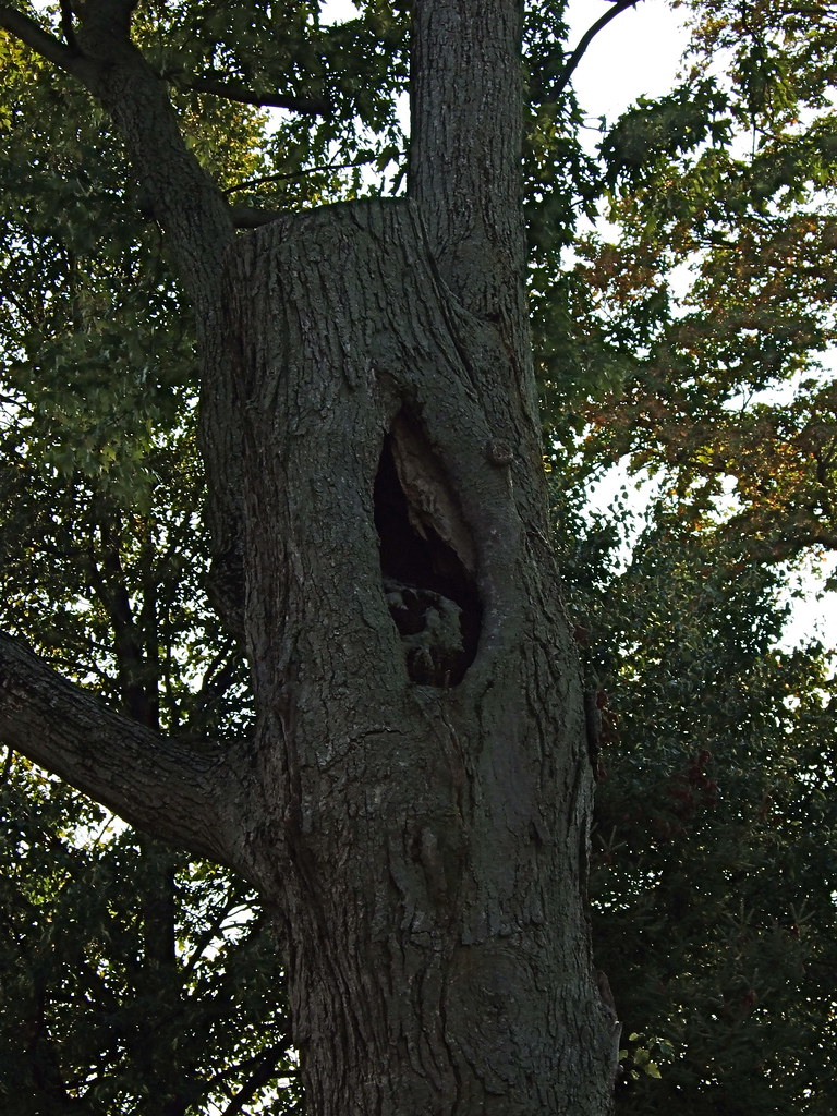 Tree Findlay Ohio Shawndra Bateson Flickr