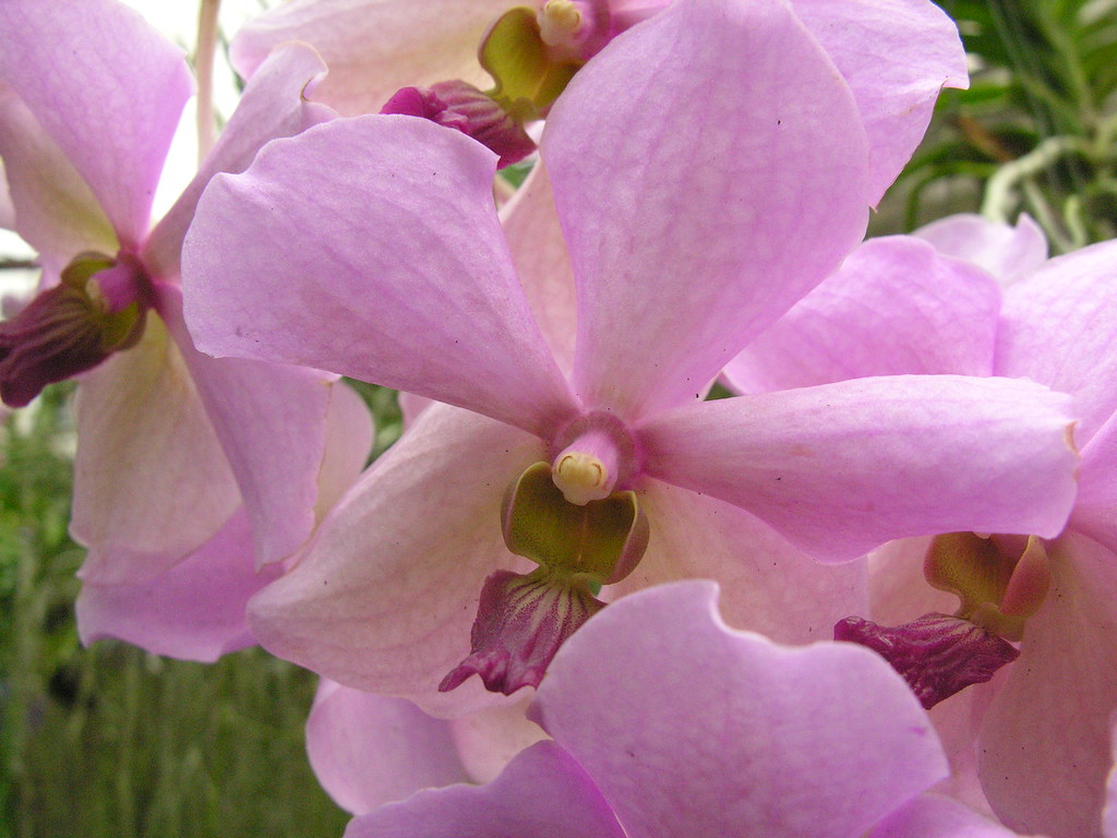 Hacienda de Loma Linda, Orchid Farm Flickr
