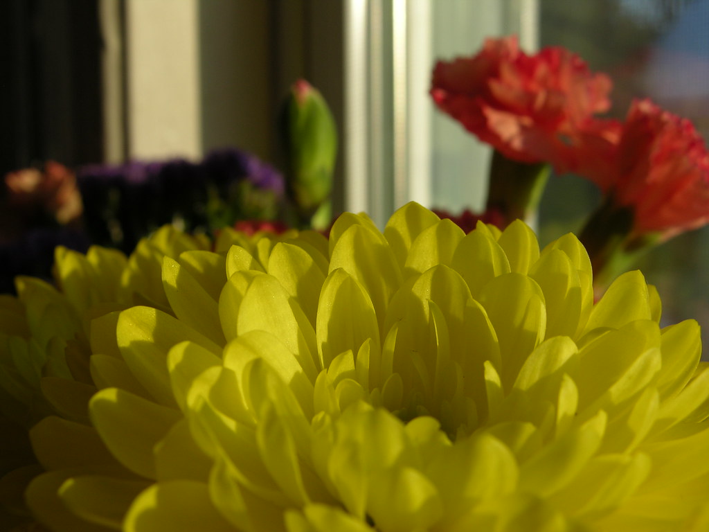 Flowers Joanne Flickr